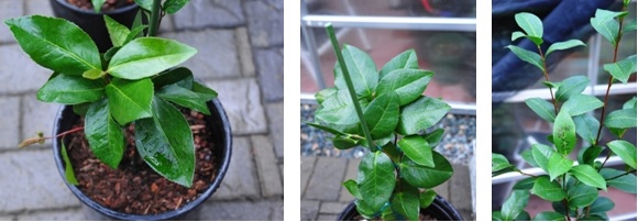 Seedlings