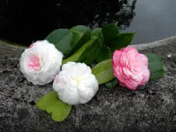 C. japonica 'Dona Maria Helena van-Zeller'