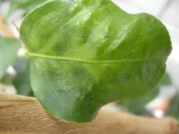 Green mottle symptoms 