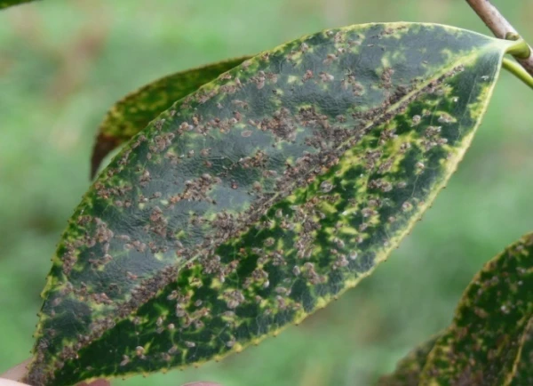 colony on camellia leaf 