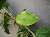 Green mottle symptoms 