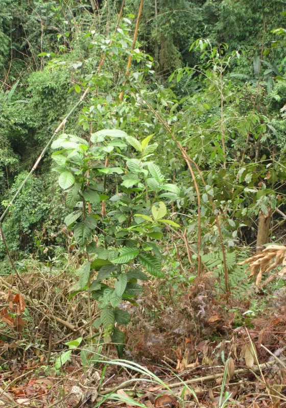 Fig