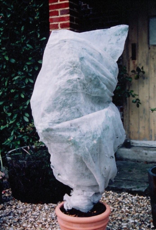 Winter protection of camellia with horticultural fleece