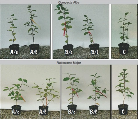 after one year of growth in three soils, unlimed or limed