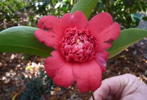 C. japonica ‘Jinpan Lizhi’ 