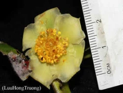 Camellia inusitata