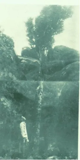 ancient camellia tree 