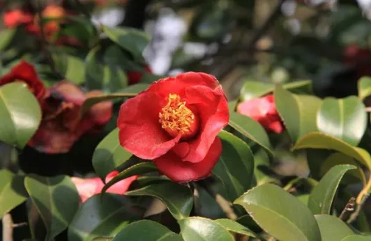 medium sized single red flowers