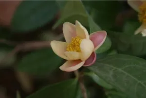C.longgangensis