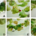 Differentiation of adventitious buds and induction of somatic embryos derived from immature cotyledons of Camellia azalea