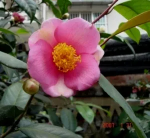 ‘Jinbeidanxing’