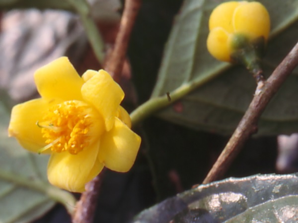 Camellia tamdaoensis