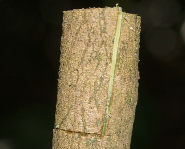 Bark grafting with Camellia Azalea
