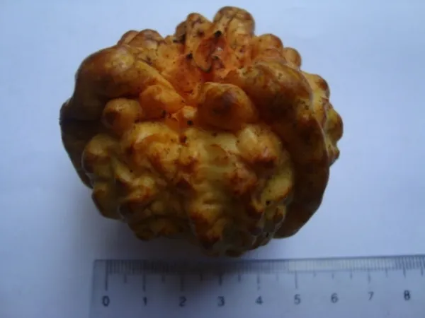 Camellia tienii