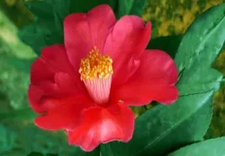  5-No. 2