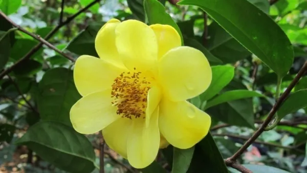 C.chuongtsoensis