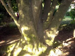 Pompone trunk, Casa da Companhia