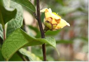 C.chrysantha