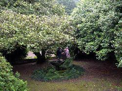 The very old camellia at Campo Bello, V.N. Gaia (Porto)