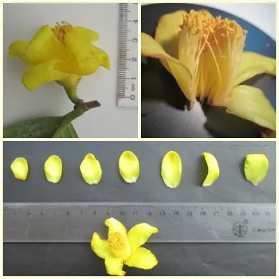 Fig