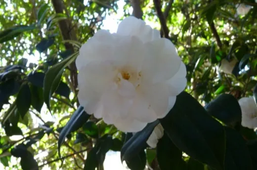 C. japonica ‘Dorothy Murphy’ 