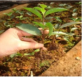 transplanted cuttings after inserting for 10 months