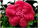 Apoliu Camellia 7