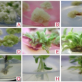 Callus Formation and Plant Regeneration 