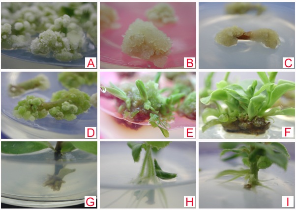 Callus induction, shoots differentiation, rooting 