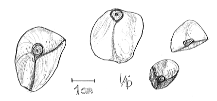 Camellia Seed