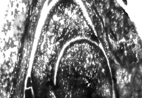 Fig1B