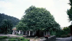 House of Mrs. J. Moreira, Perosinho