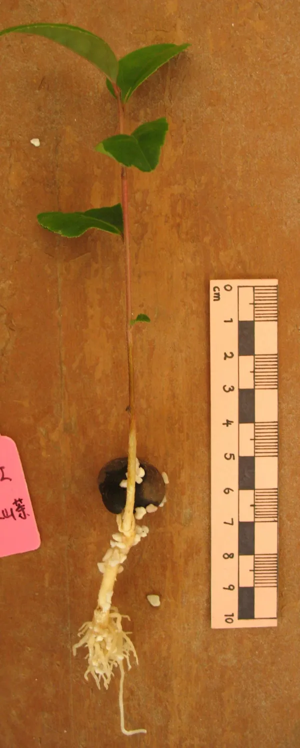 Fig 2