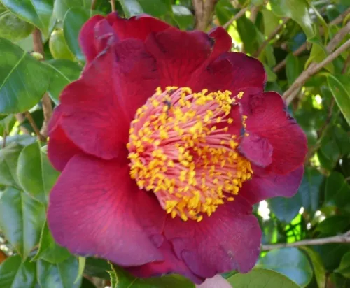 C. japonica ‘Imperial Splendour’ 