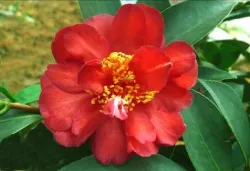 5-No. 1