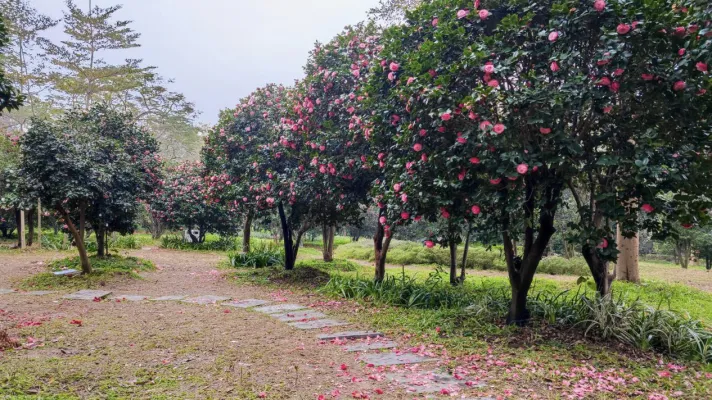 Foshan Seascape Forestry Park 04