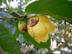 C. cucphoungensis