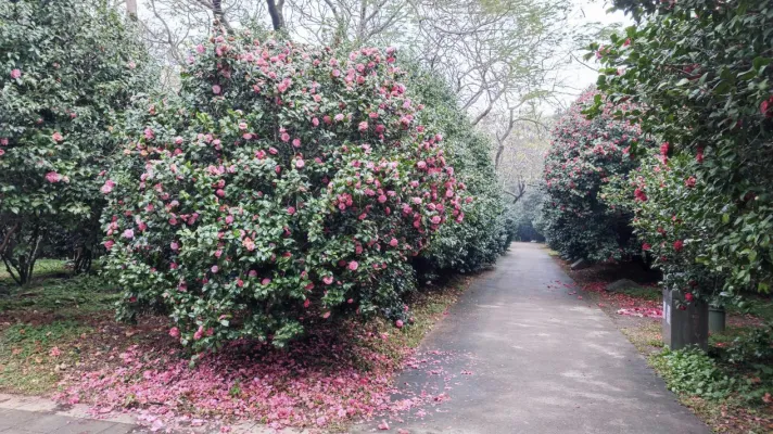 Foshan Seascape Forestry Park 02