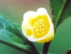 Camellia gilberti 