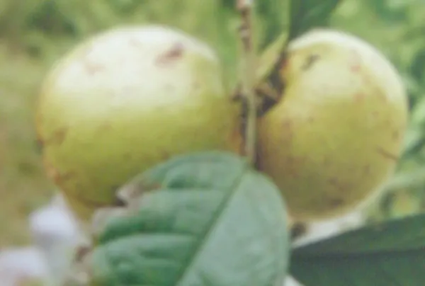 Camellia hakodae
