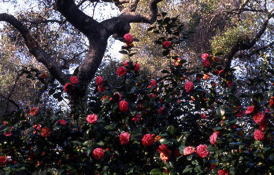 Descanso Gardens