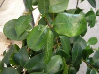 Green mottle symptoms 