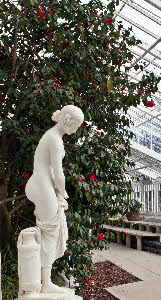Camellia Festival 2012