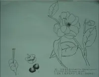 Camellia chuangtsoensis