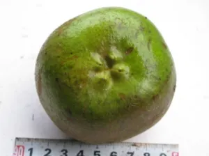Camellia phanii