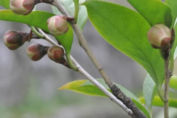 Fig 1A