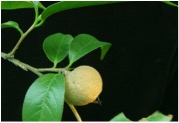 Apoliu Camellia 1
