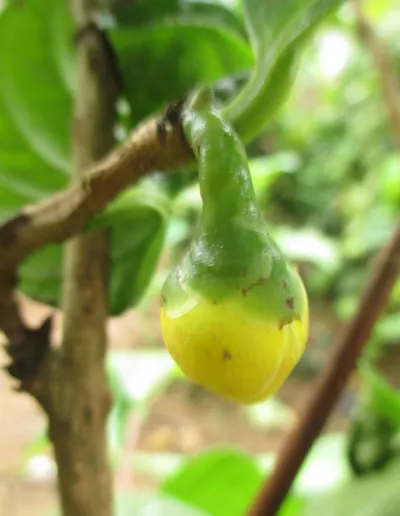 Fig