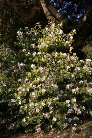 C. yuhsienensis hybrid YUME