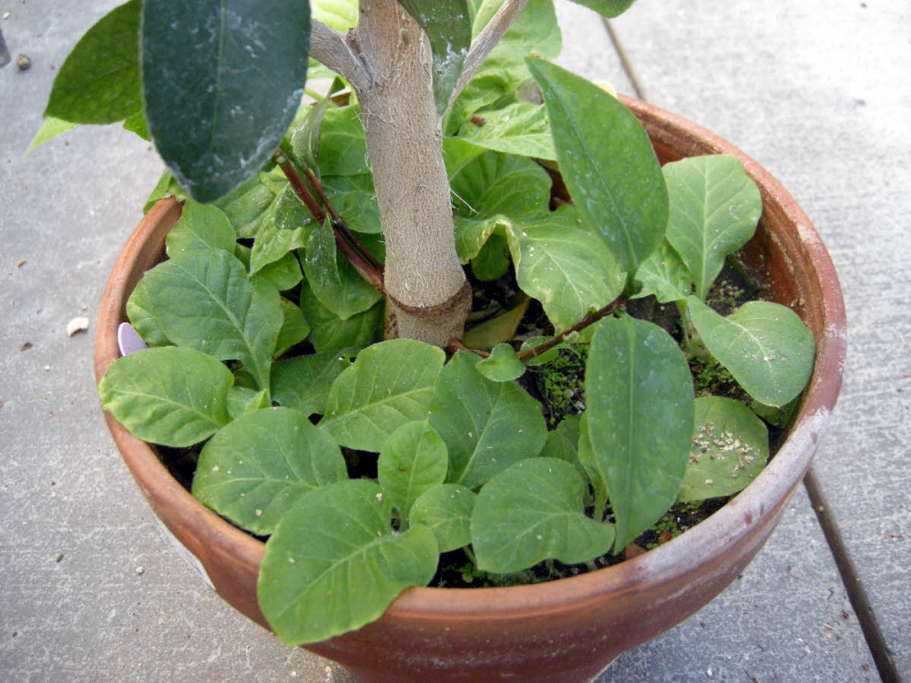 detected easily by using young tobacco seedlings as a trap plant.
